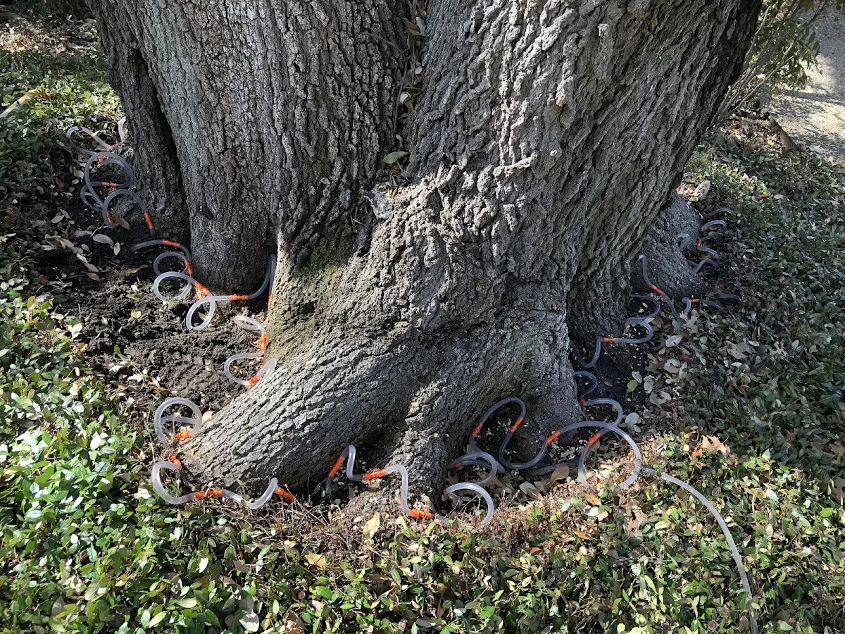 Detailed Tree Cabling and Bracing job site in Astoria